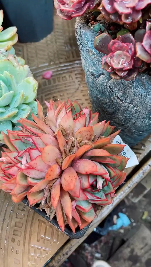 【闪购商品】23086