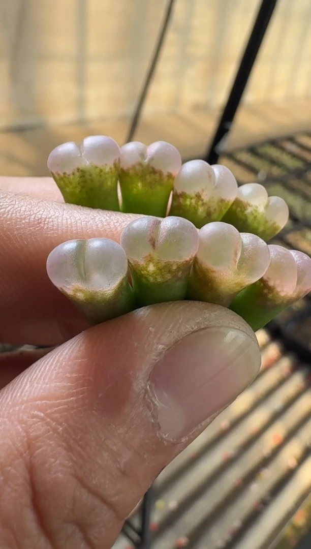 【闪购商品】17-18小桃红风铃一颗