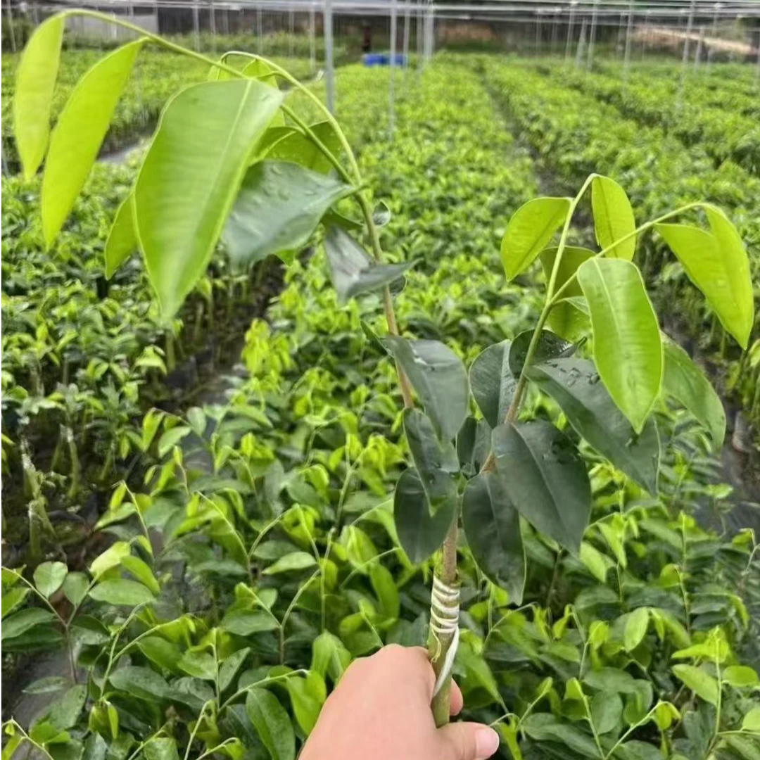 新一代罗门黑棋奇楠10棵优品