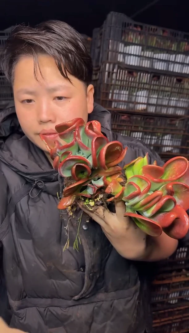 火狐狸2颗  5