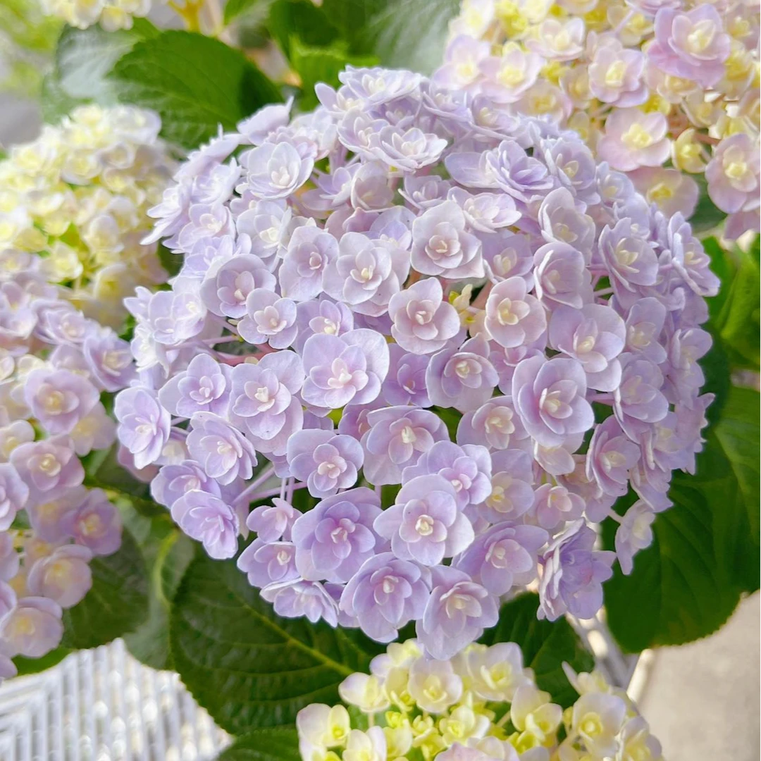 花宝 蓝粉色  小5加仑 （张）带花苞发货 大花绣球 花卉盆栽