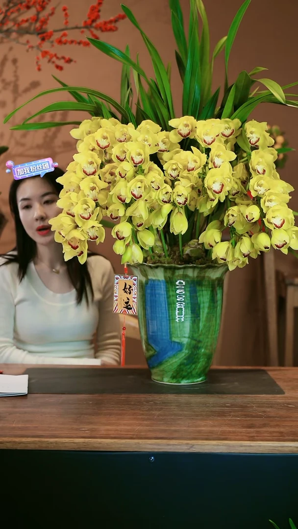 【闪购商品】盆景黄金岁月 绿