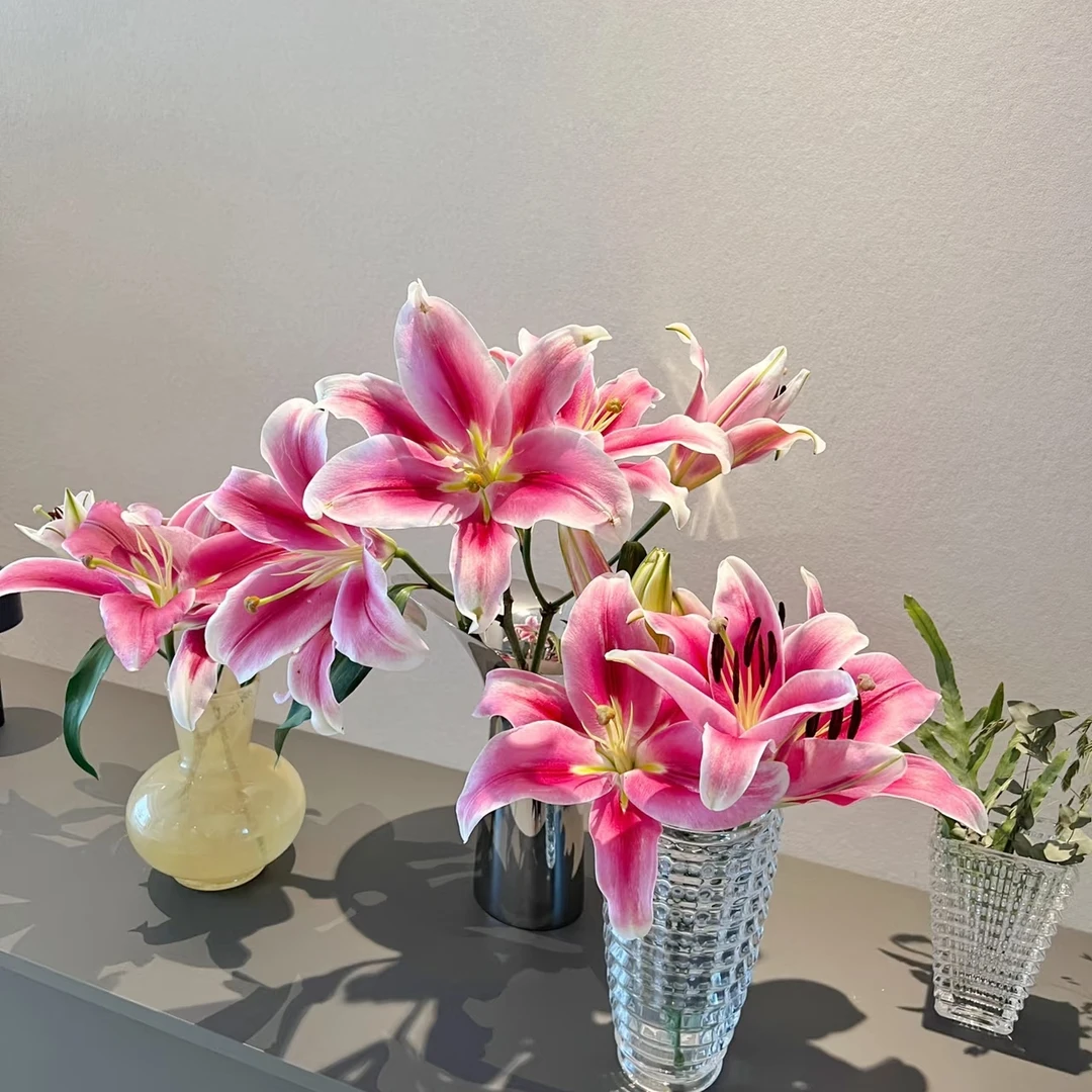 【普拉芬多香水百合】 云南基地现采现发