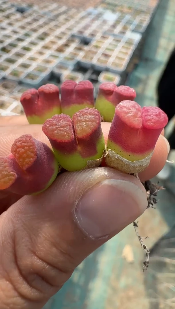 疯狂的多肉石头2·ppmt磁铁一颗