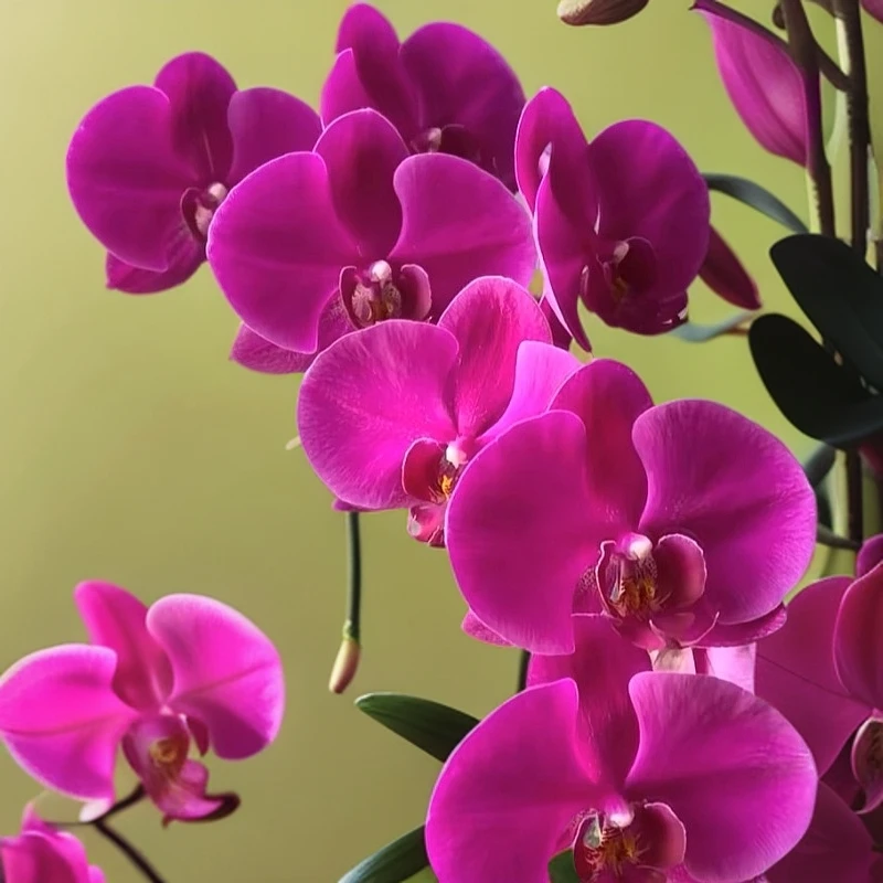 兰花直播间绿植花卉精品一物语拍链接（650-699）