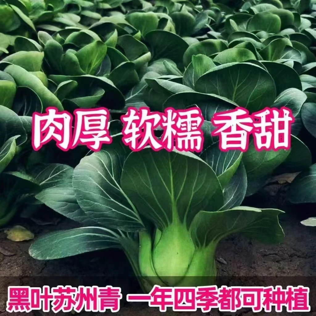 【黑大头苏州青】菜种子耐高温黑菜籽四季油菜小白菜蔬菜