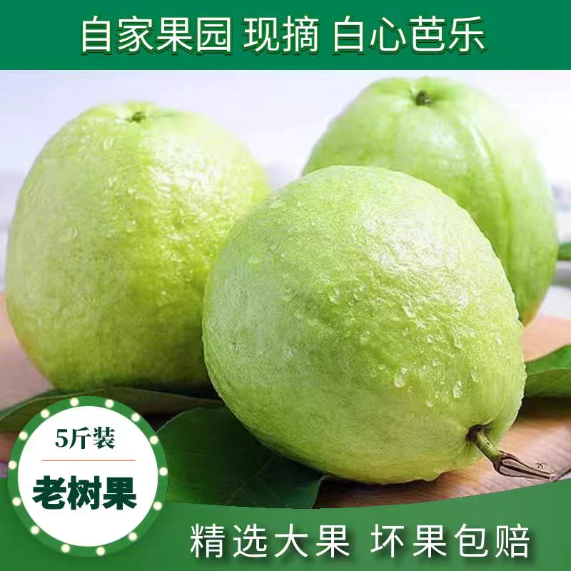 【新人福利5斤】南沙正宗芭乐大果当季新鲜白心番石榴低糖水果批发