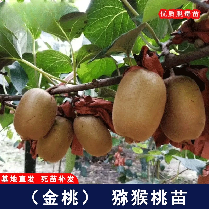 嫁接金桃猕猴桃树黄心奇异果树苗南方北方盆地栽果树猕猴桃树果苗