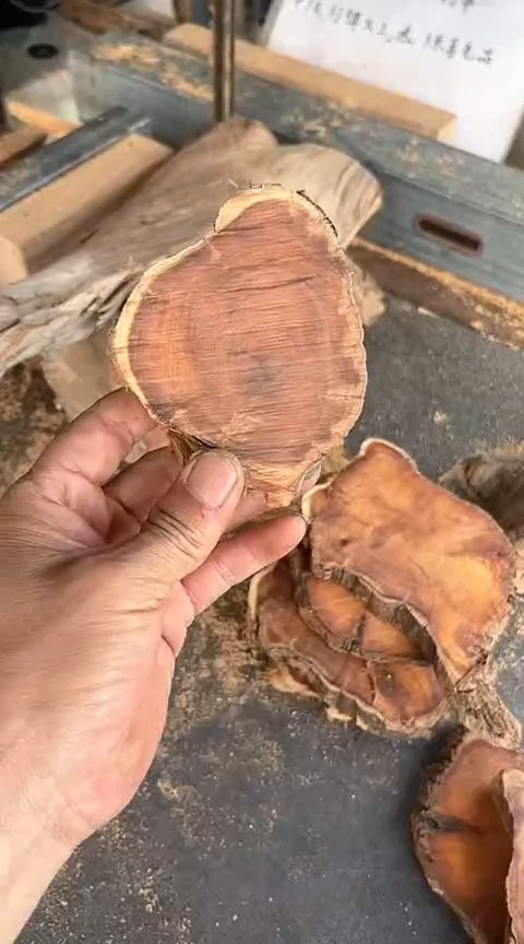 柏木（崖柏）太行崖柏毛料