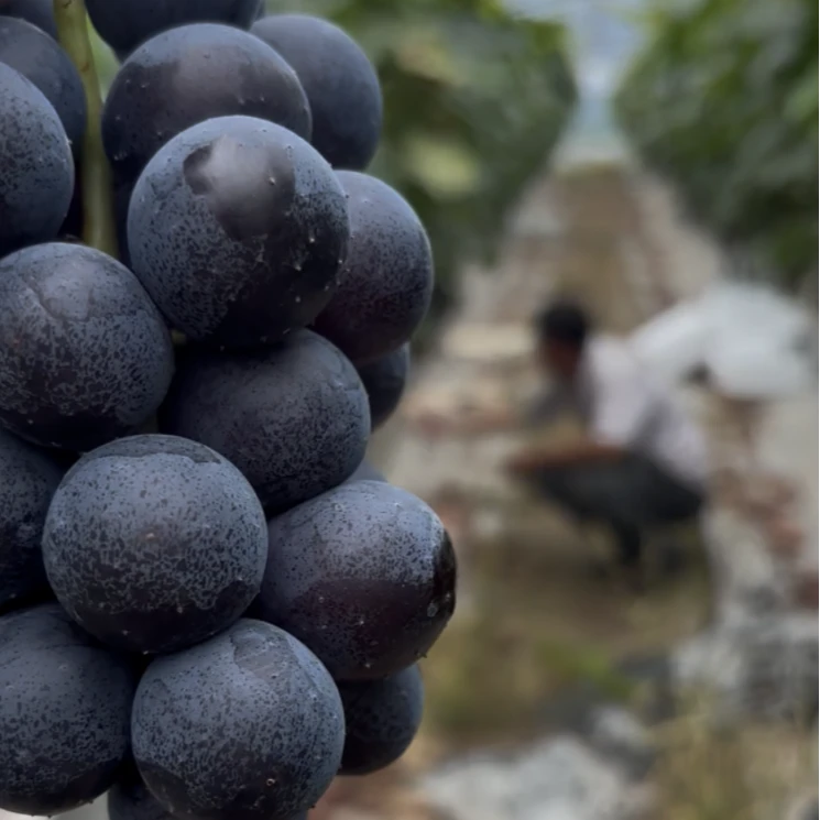 （顺丰）崇明岛头茬葡萄新鲜葡萄顺丰包邮新鲜水果新鲜现采现发