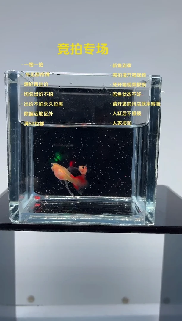 孔雀鱼红礼服玻璃猫一对-11