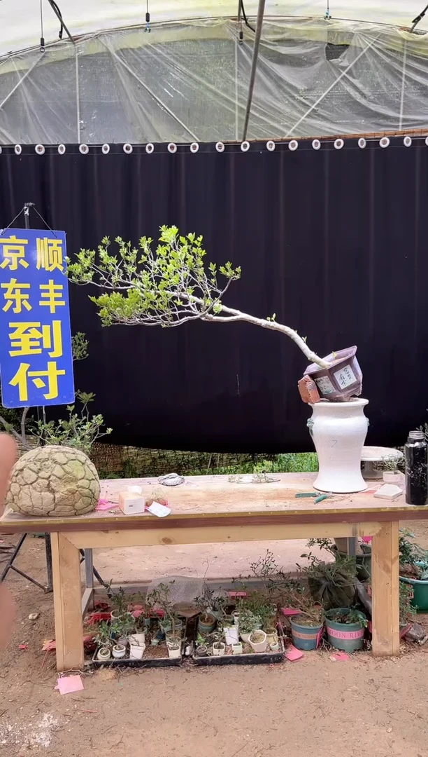 大量花朵（建议范围：8朵-15朵 或40%以上）你**王海岛栀子花