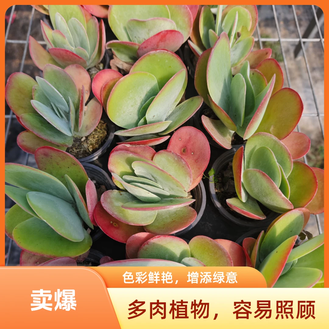 满18元包邮唐印精品多肉裸根上盆