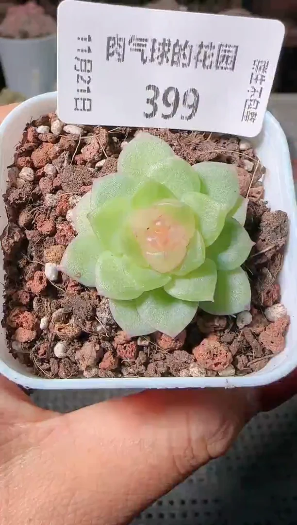 1121-399碧琉璃群生不包整
