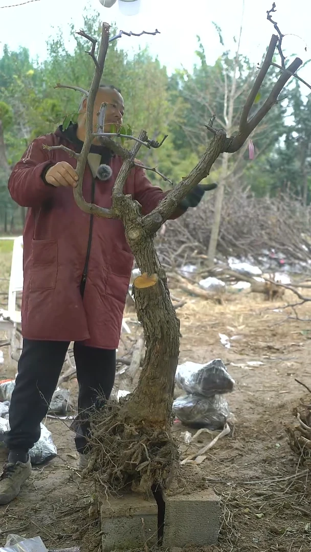 完全开放枣树323