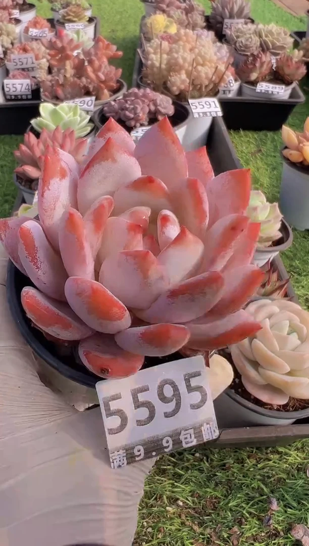 【闪购商品】信福多肉一物一拍