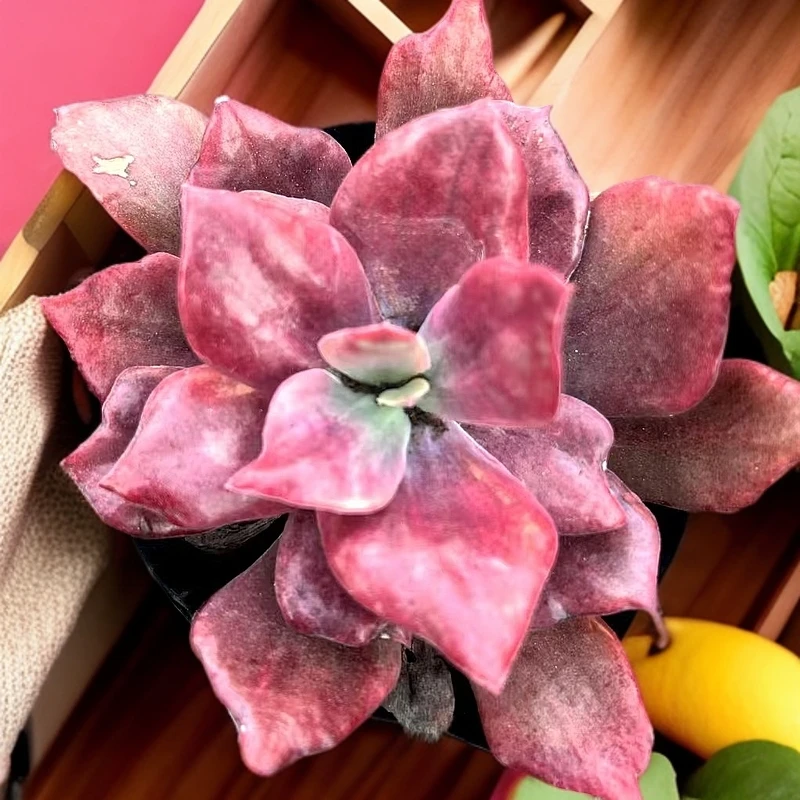 钻石锦多肉1颗（全店满9.99包邮）吹吹多肉/多肉养护