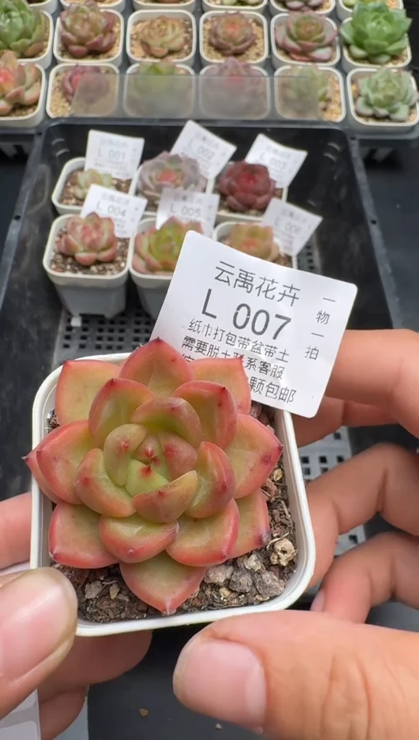 007L云禹多肉植物 带盆土纸巾打包 当天拍3颗包邮