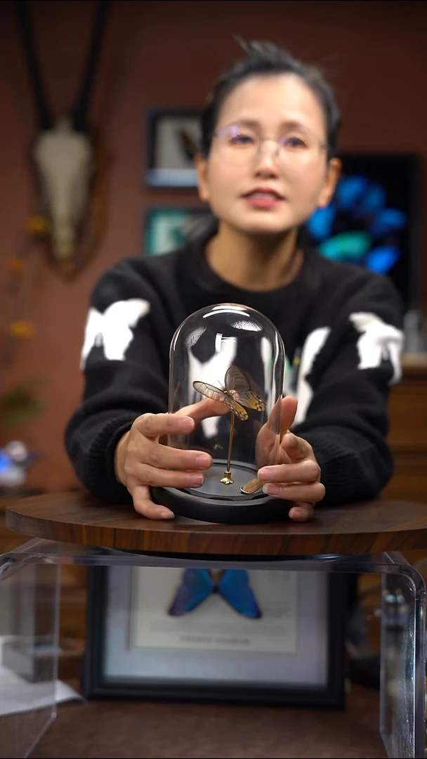 黄晶眼蝶 玻璃罩款  常规