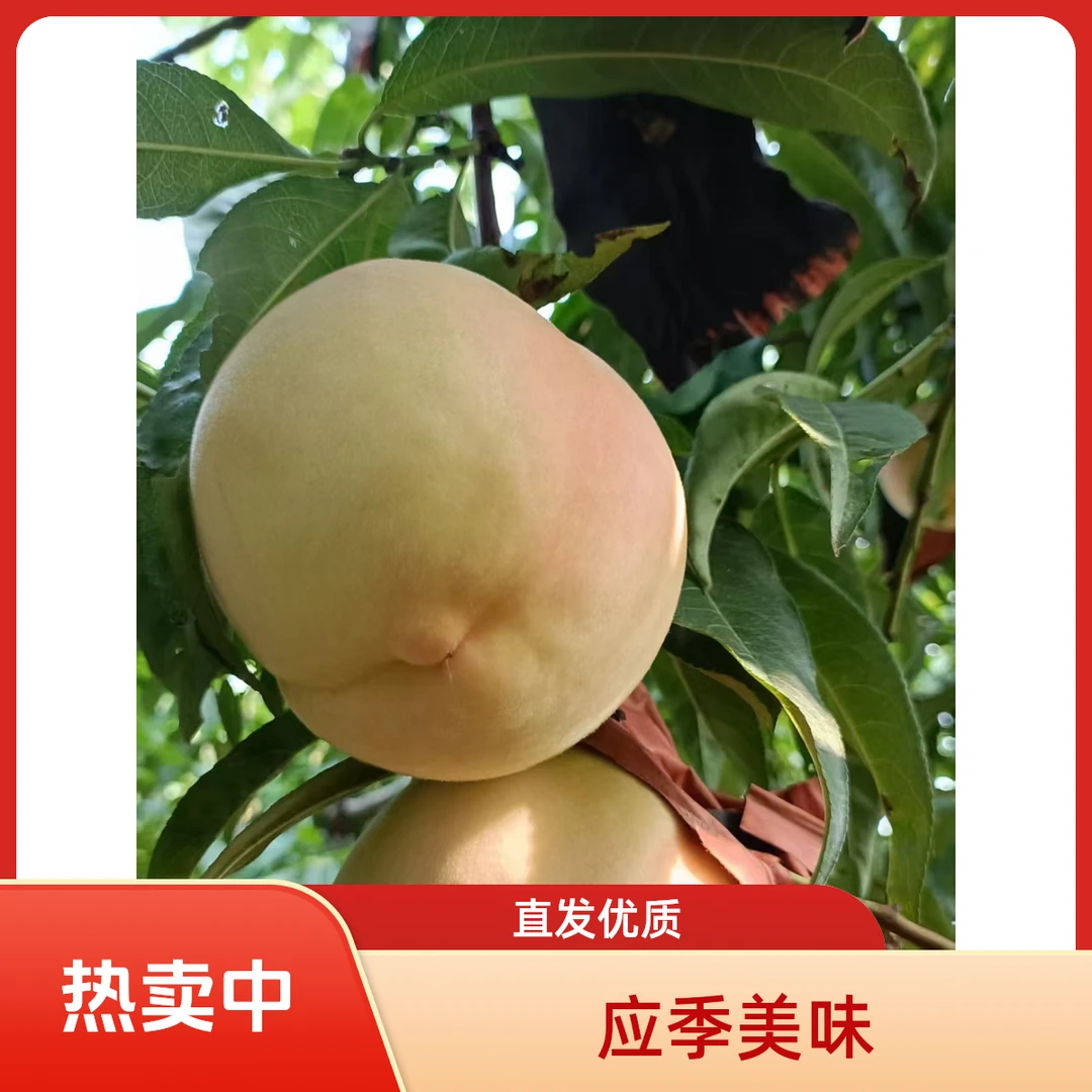 肥城水蜜桃新鲜现摘脆红鲜甜多汁应季水果产地直发(九个装）