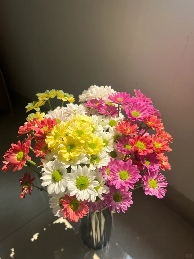 【混色小雏菊】七彩小雏菊花期超长 全场任意两单鲜花包邮（坤）