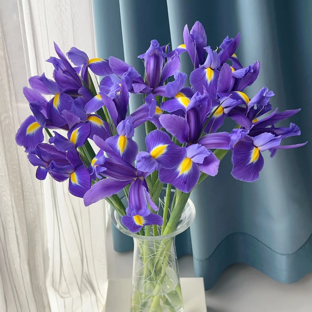 【董小姐】鸢尾鲜切花