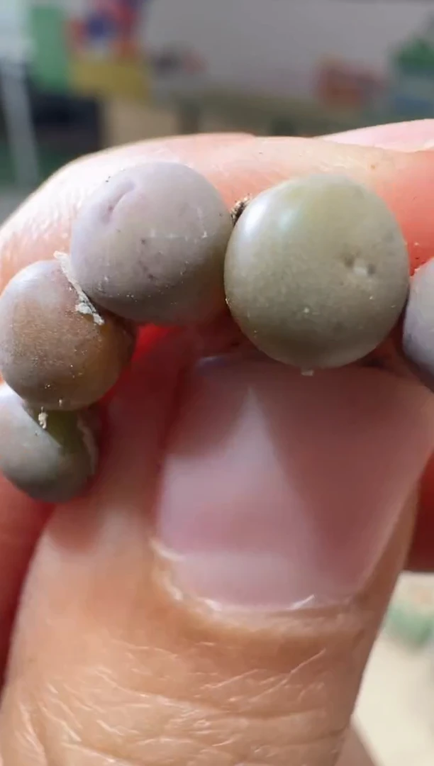 17-300多肉植物肉锥小姓红嘴一颗