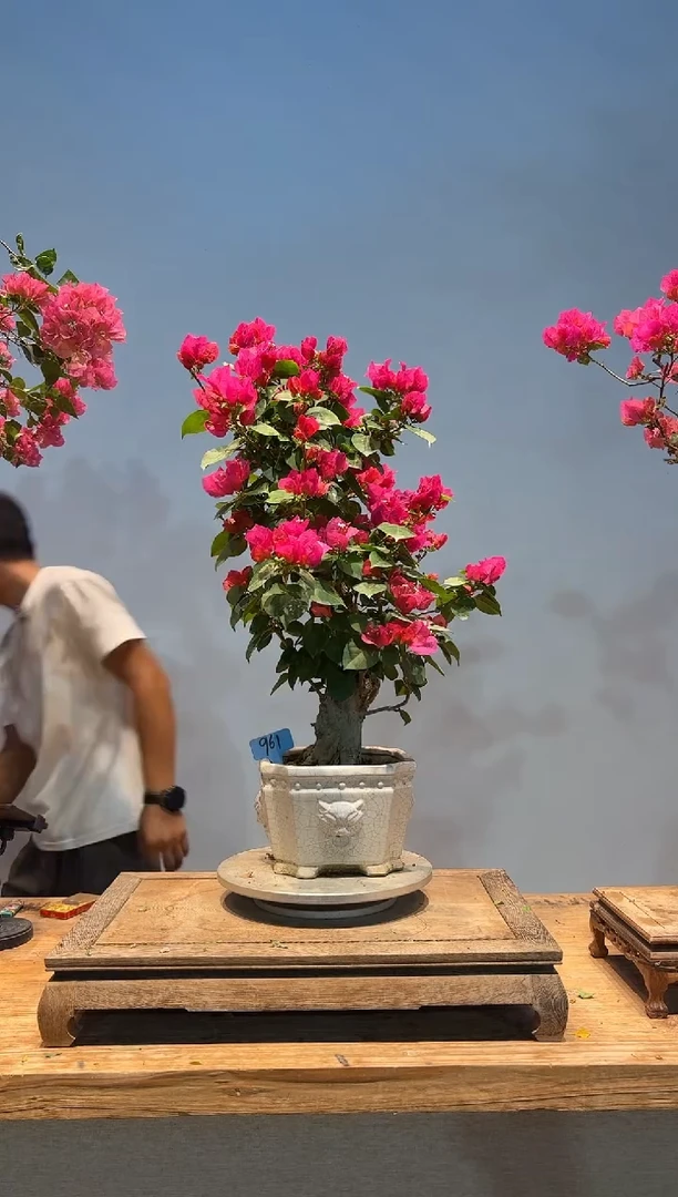 无花朵松*三角梅专场一物一拍61