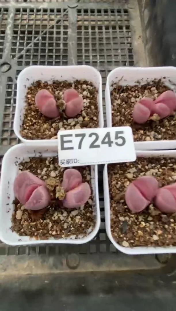 7245直播间一物一拍下播福利