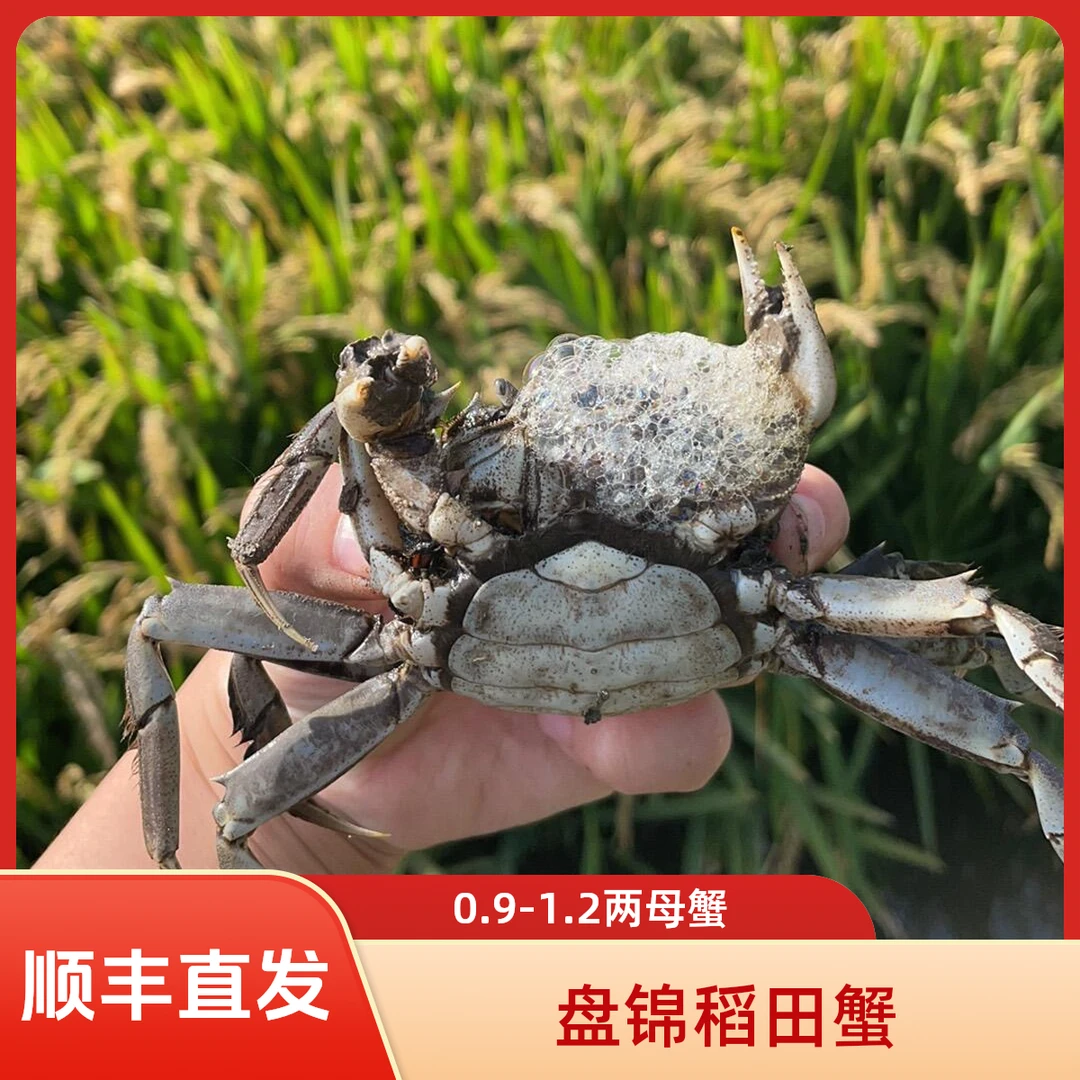 【活蟹】盘锦稻田蟹0.9-1.2两母蟹2斤/3斤 只只手挑 顺丰直发