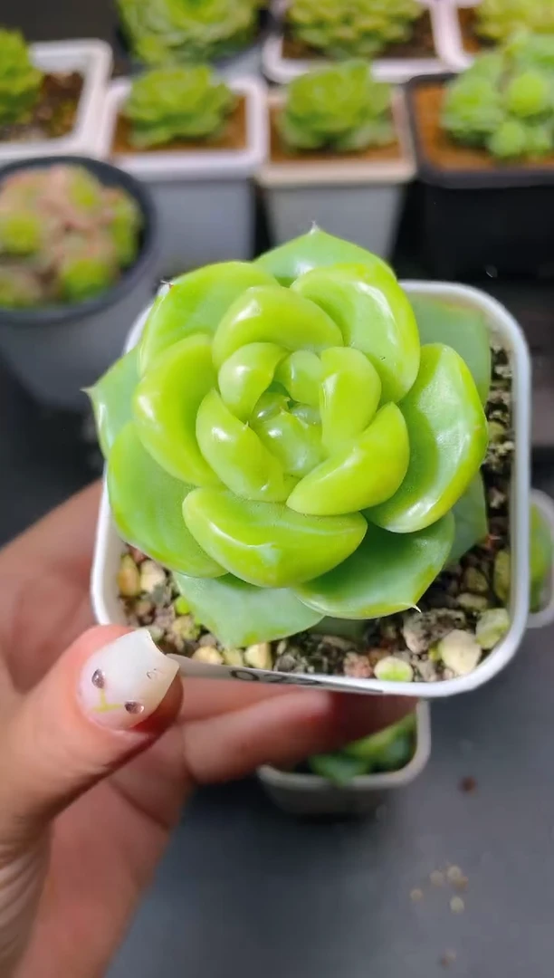 022翡翠珍妮量拍发一颗