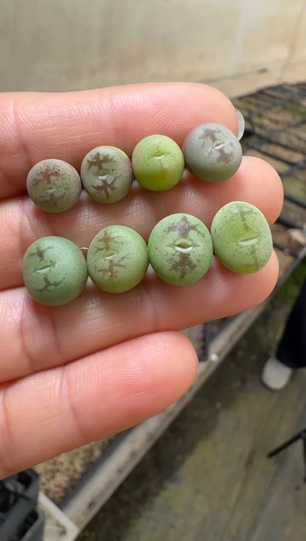 【天津专场】98多肉植物肉锥杂交一颗