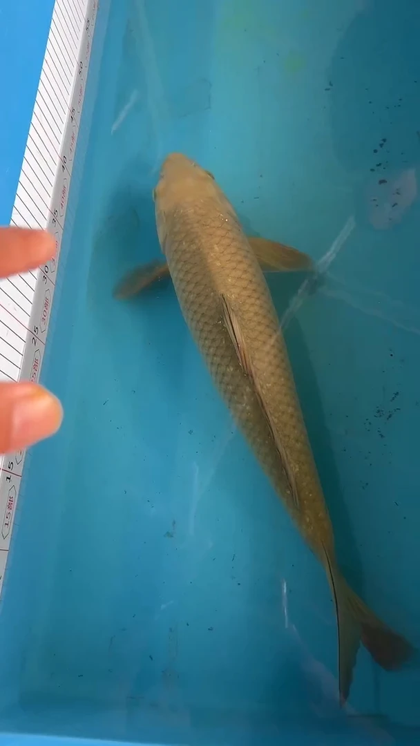 锦鲤太饱锦鲤36cm-45cm不包邮到付