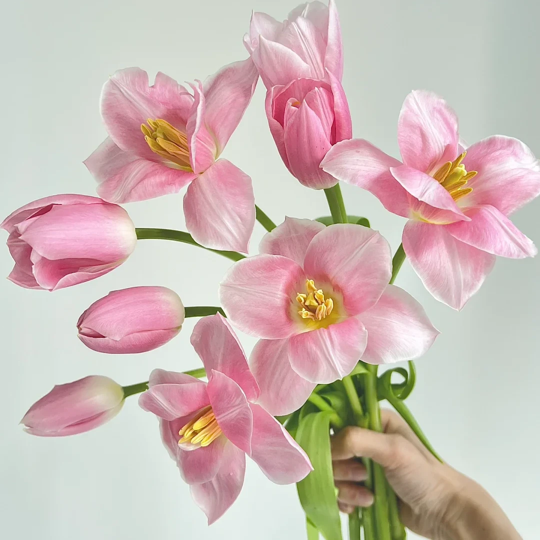 （田主推荐）上海种业AA级王朝粉郁金香【1单中通 2单顺丰京东】云南