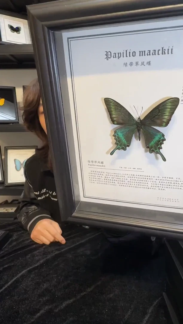 玻璃真实蝴蝶标本
