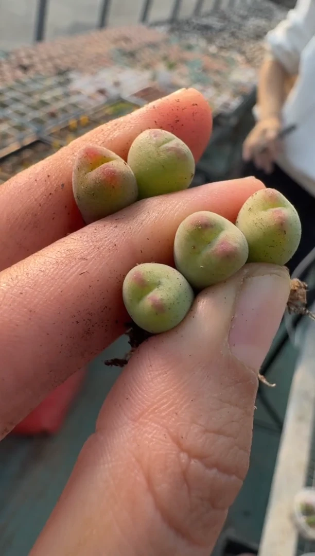 65多肉植物肉锥一颗