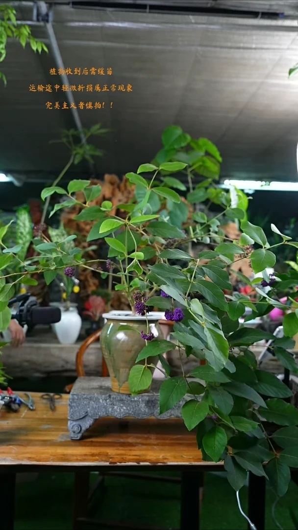 完全开放紫珠522+