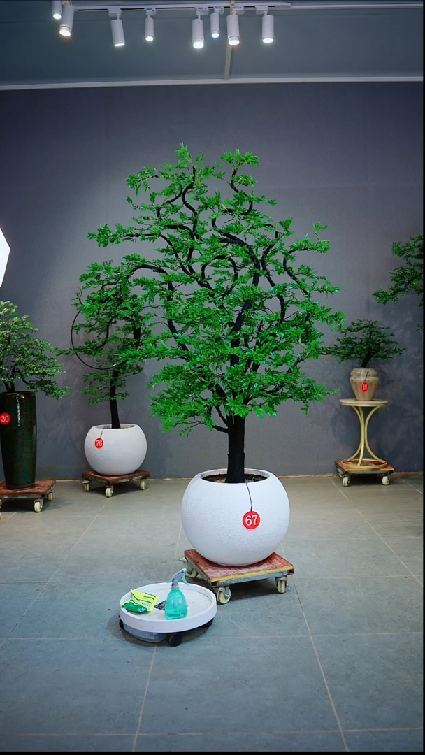 完全开放千****影一物一拍绿植