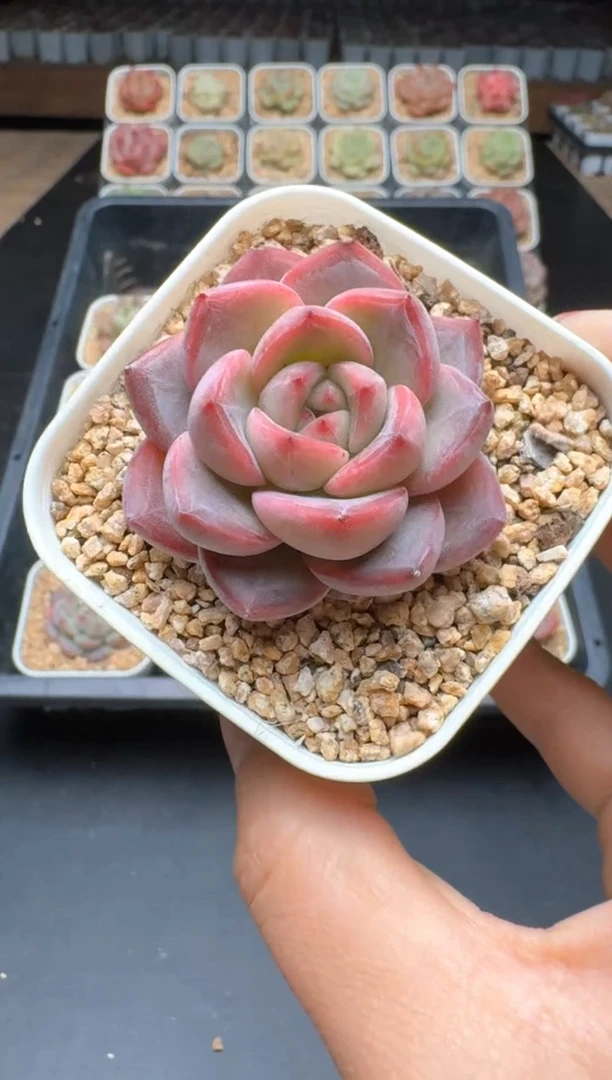 【闪购商品】292C物拍多肉带盆土6.5杯拍3颗包柚