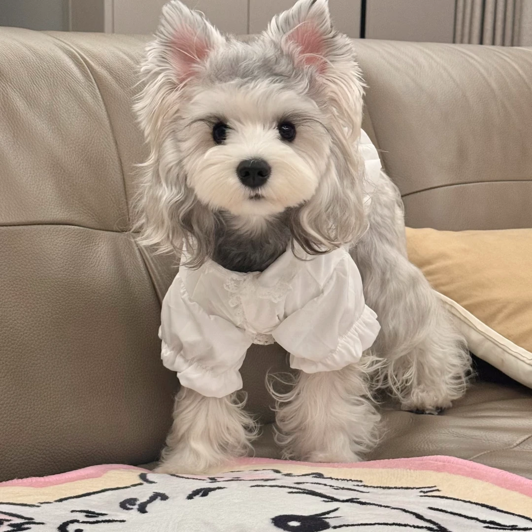 梦幻色雪纳瑞幼犬活体