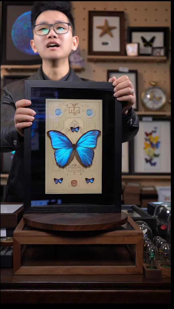 大蓝闪蝶+三灰蝶组合