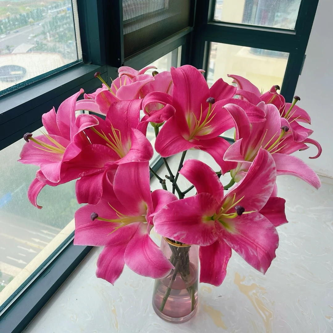 （普拉芬多）香水百合东北鲜花基地家用直发鲜切花