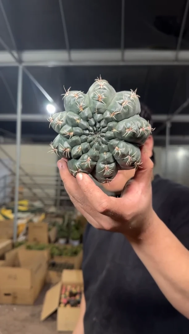 实生根 绯花玉 8-11cm