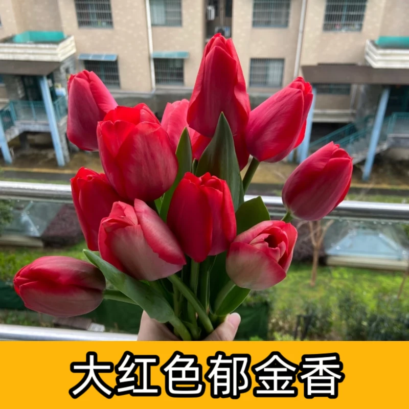 大红郁金香鲜花东北鲜花基地直发10支