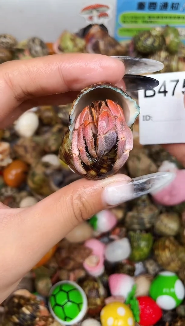 陌派甄选寄居蟹4751