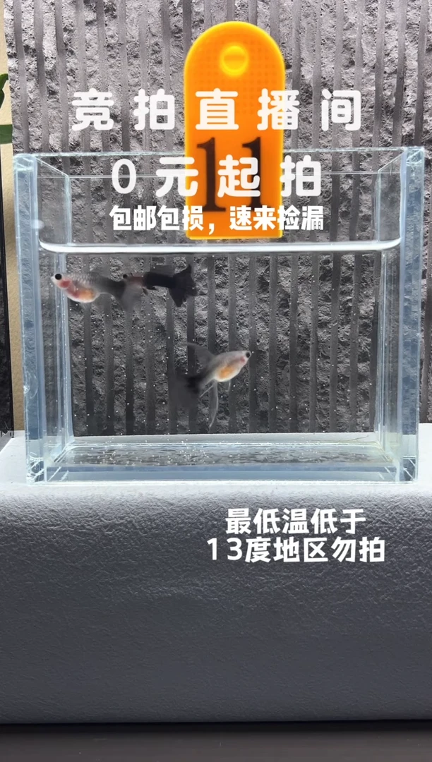 孔雀鱼蓝礼服玻璃猫三只编号11