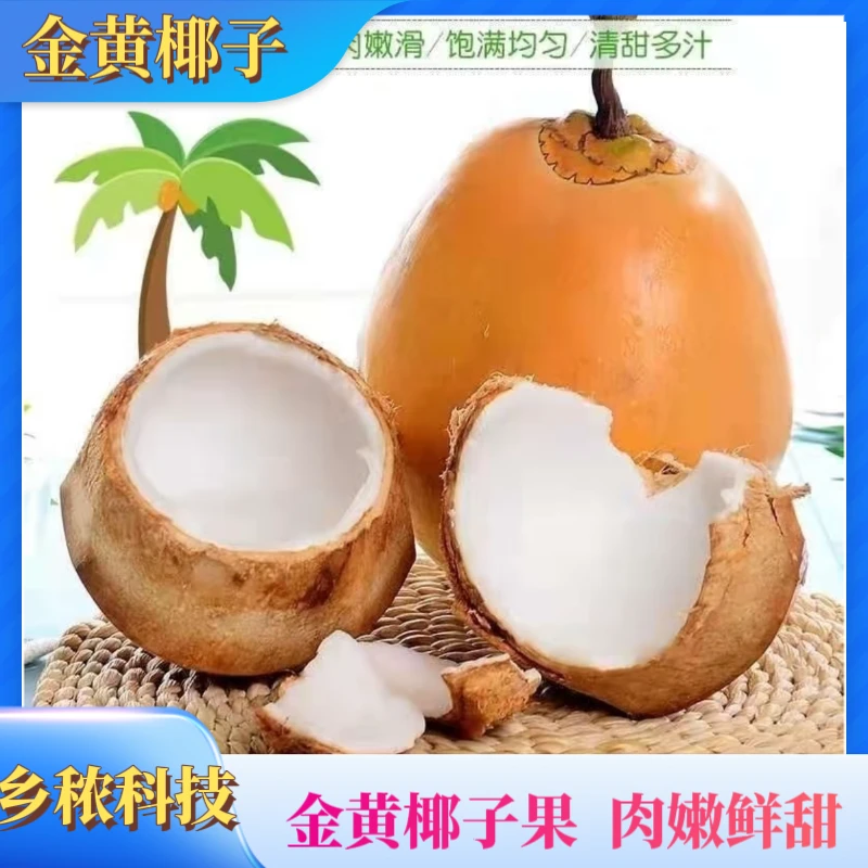 （黄金椰）海南特产新鲜黄金椰子大果现摘带皮纯天然孕妇水果