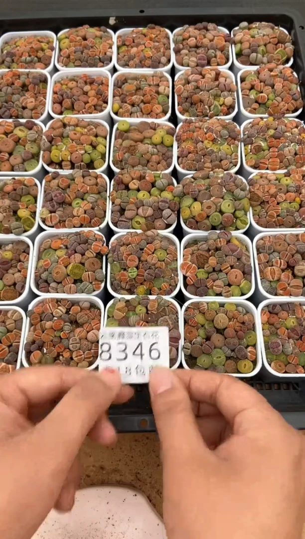 【闪购商品】8346特价彩色有瑕疵个头小发货1盒量拍