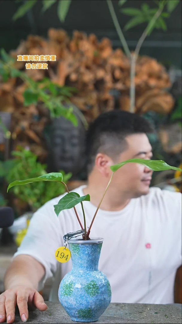 完全开放花烛194T