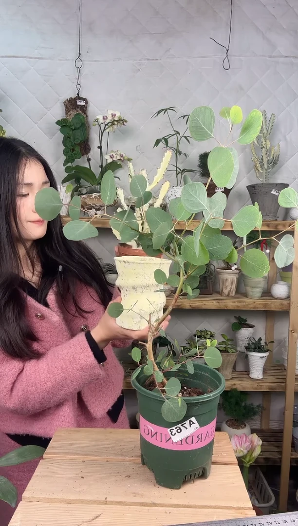 无花朵763苹果按尤加利育苗盆